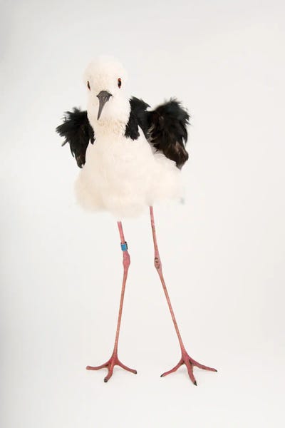 A White-Headed Stilt II At Healesville Sanctuary