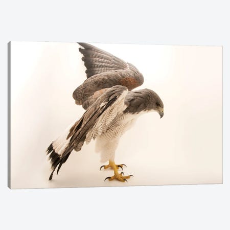 A White-Tailed Hawk At Sia, The Comanche Nation Ethno-Ornithological Initiative Canvas Print #SRR215} by Joel Sartore Canvas Art