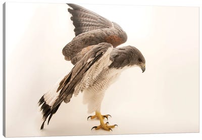 A White-Tailed Hawk At Sia, The Comanche Nation Ethno-Ornithological Initiative Canvas Art Print - Buzzard & Hawk Art