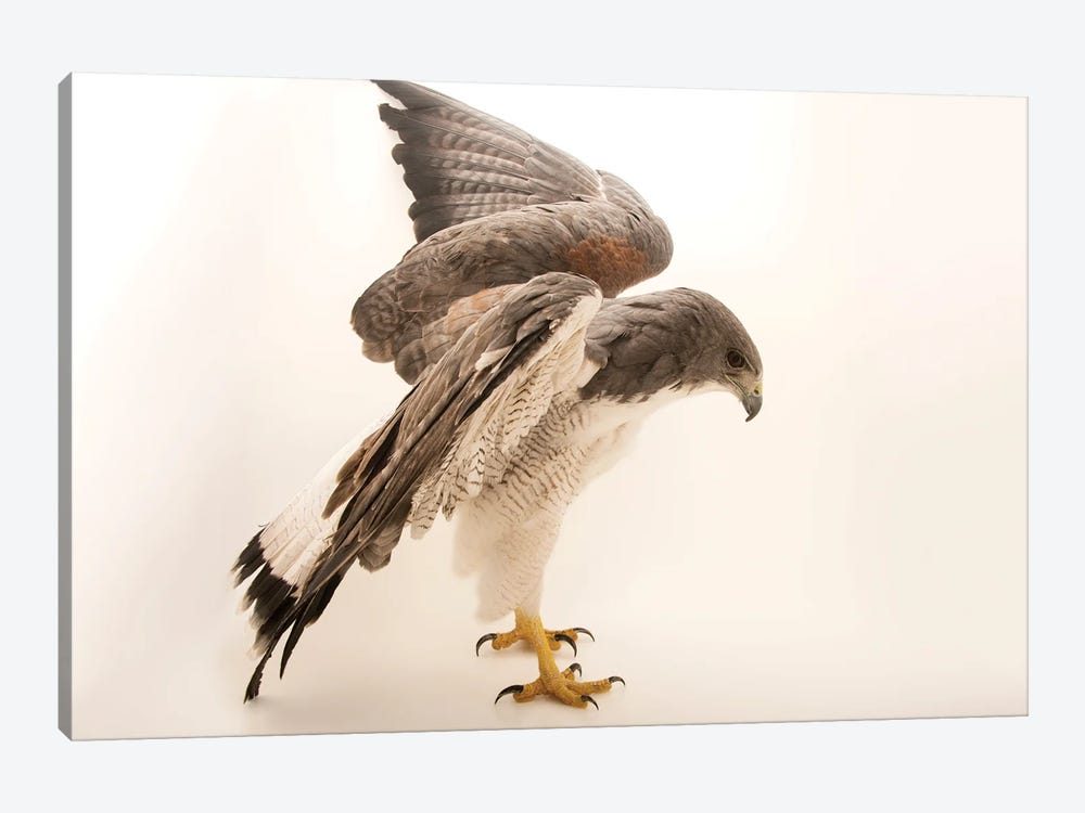A White-Tailed Hawk At Sia, The Comanche Nation Ethno-Ornithological Initiative by Joel Sartore 1-piece Art Print