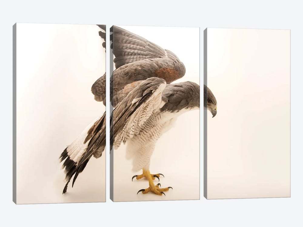 A White-Tailed Hawk At Sia, The Comanche Nation Ethno-Ornithological Initiative by Joel Sartore 3-piece Art Print