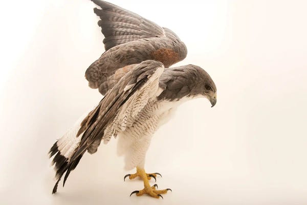 Joel Sartore: A White-Tailed Hawk At Sia, The Comanche Nation Ethno-Ornithological Initiative by Joel Sartore