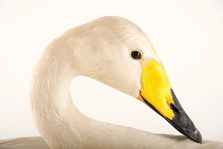 A Whooper Swan At Sylvan Heights Bird Park