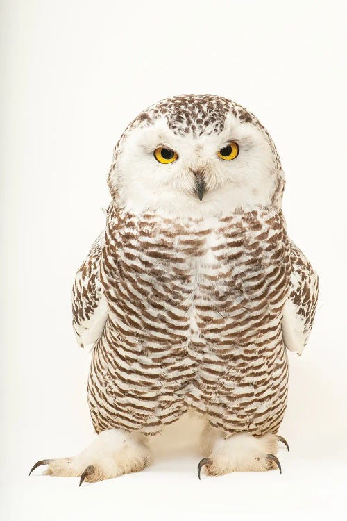 A Young Female Snowy Owl At The Raptor Recovery Center, In Elmwood, Nebraska