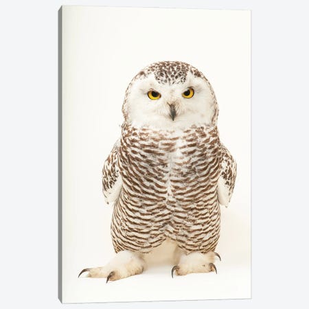 A Young Female Snowy Owl At The Raptor Recovery Center, In Elmwood, Nebraska Canvas Print #SRR217} by Joel Sartore Canvas Art