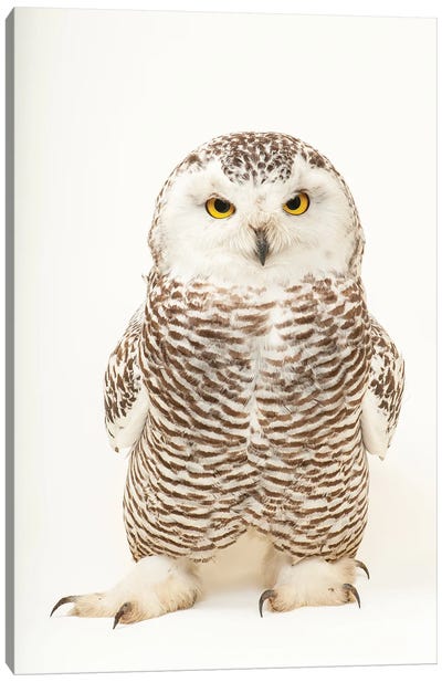 A Young Female Snowy Owl At The Raptor Recovery Center, In Elmwood, Nebraska Canvas Art Print - Joel Sartore