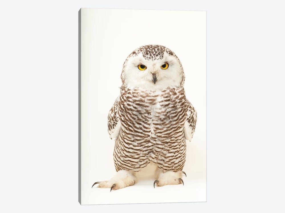 A Young Female Snowy Owl At The Raptor Recovery Center, In Elmwood, Nebraska by Joel Sartore 1-piece Art Print