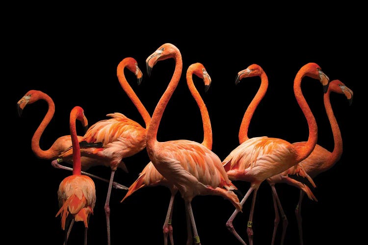 American Flamingos At The Lincoln Children's Zoo