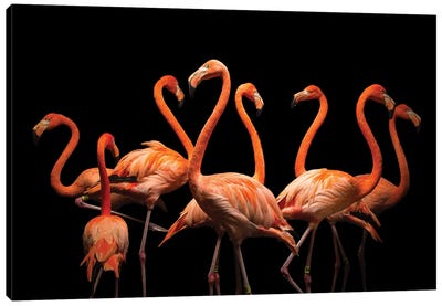 American Flamingos At The Lincoln Children's Zoo Canvas Art Print - Joel Sartore