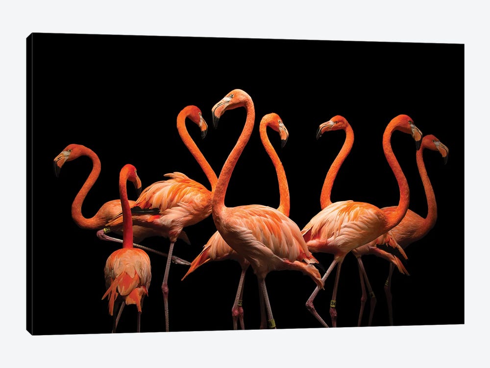 American Flamingos At The Lincoln Children's Zoo by Joel Sartore 1-piece Canvas Wall Art