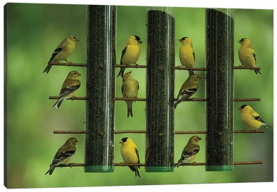 American Goldfinches Feed On Thistle Seed From A Garden Feeder Canvas Art Print - Joel Sartore