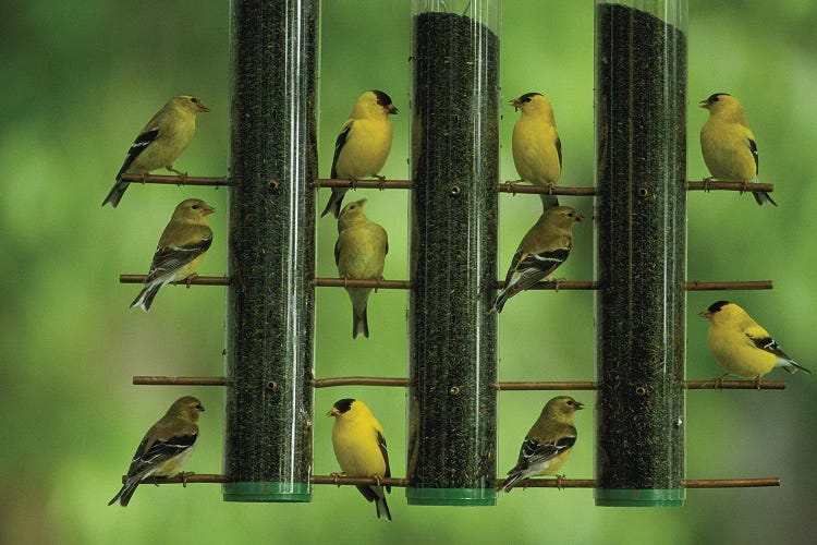 American Goldfinches Feed On Thistle Seed From A Garden Feeder