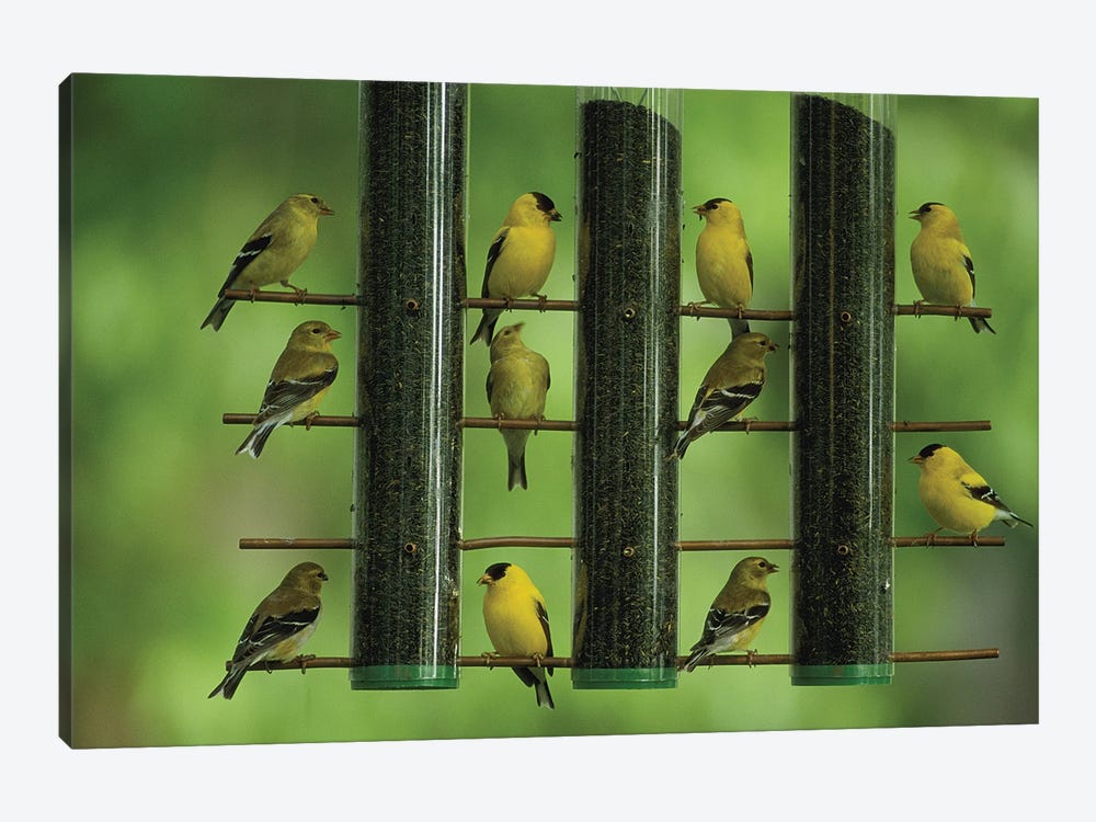 American Goldfinches Feed On Thistle Seed From A Garden Feeder by Joel Sartore 1-piece Art Print