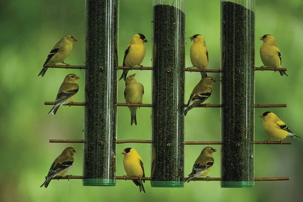 Monochromatic Photography: American Goldfinches Feed On Thistle Seed From A Garden Feeder by Joel Sartore