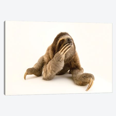 A Brown-Throated Sloth At The Panamerican Conservation Association In Gamboa, Panama Canvas Print #SRR21} by Joel Sartore Canvas Print