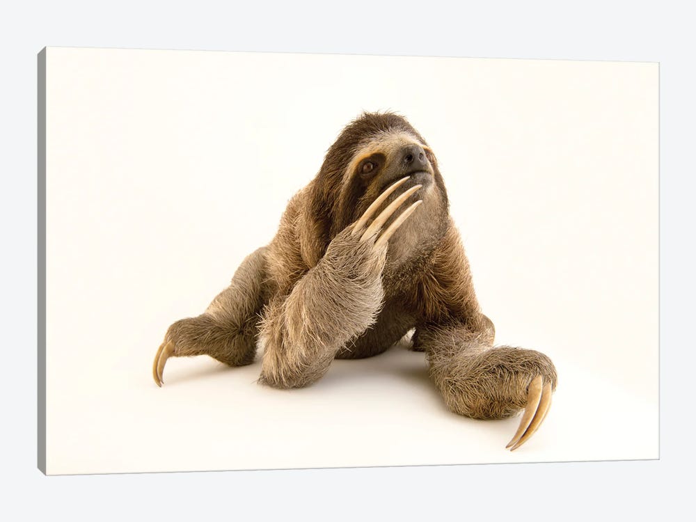 A Brown-Throated Sloth At The Panamerican Conservation Association In Gamboa, Panama by Joel Sartore 1-piece Art Print