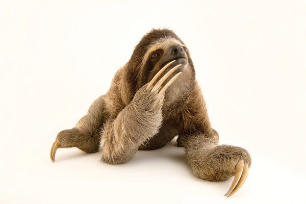 Minimalist Wildlife Photography: A Brown-Throated Sloth At The Panamerican Conservation Association In Gamboa, Panama by Joel Sartore