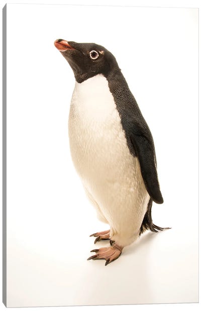 An Adelie Penguin At The Faunia Zoo In Madrid, Spain Canvas Art Print - Joel Sartore