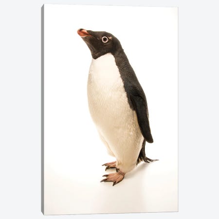An Adelie Penguin At The Faunia Zoo In Madrid, Spain Canvas Print #SRR220} by Joel Sartore Canvas Wall Art