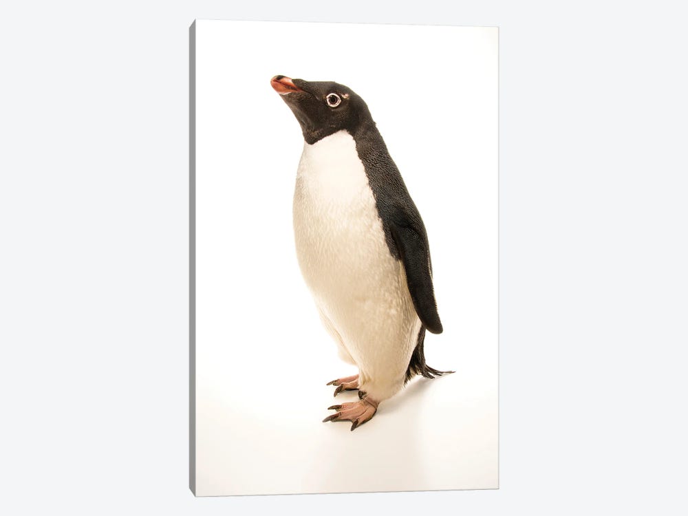 An Adelie Penguin At The Faunia Zoo In Madrid, Spain by Joel Sartore 1-piece Canvas Print