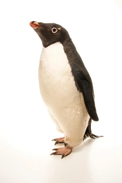 Penguins: An Adelie Penguin At The Faunia Zoo In Madrid, Spain by Joel Sartore