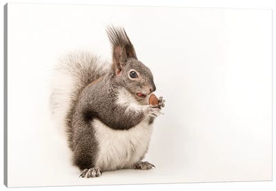 An Albert's Squirrel At Liberty Wildlife Canvas Art Print - Joel Sartore