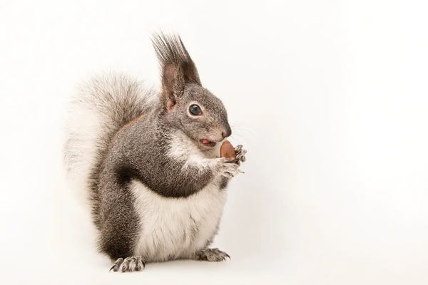 Joel Sartore: An Albert's Squirrel At Liberty Wildlife by Joel Sartore