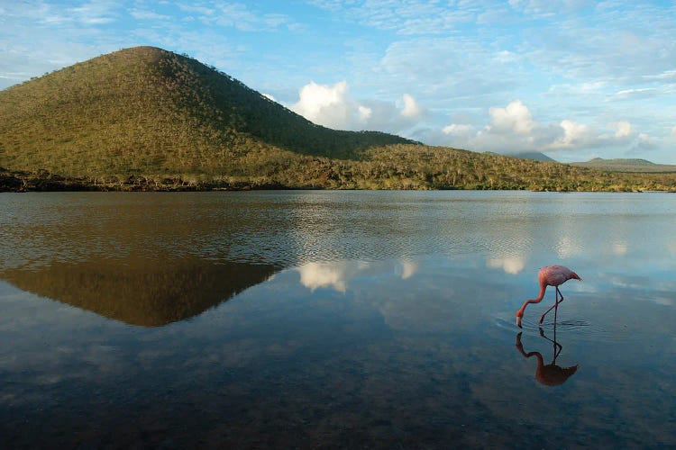 An American Flamingo On Floreana Island In Galapagos National Park