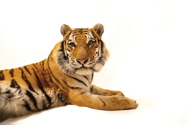 Joel Sartore: An Amur Tiger At The Cheyenne Mountain Zoo I by Joel Sartore