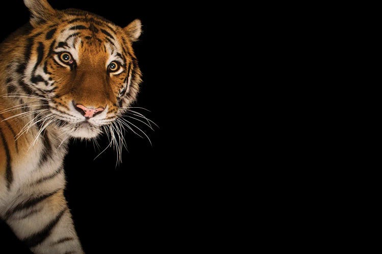 An Amur Tiger At The Cheyenne Mountain Zoo II