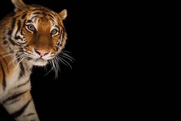 Joel Sartore: An Amur Tiger At The Cheyenne Mountain Zoo II by Joel Sartore