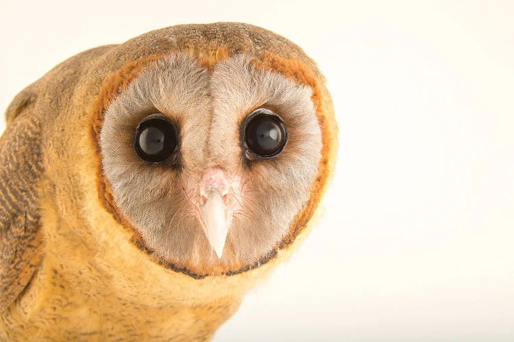 An Ashy-Faced Owl At Parque Zoologico Nacional, The Zoo In Santo Domingo, Dominican Republic by Joel Sartore wall art