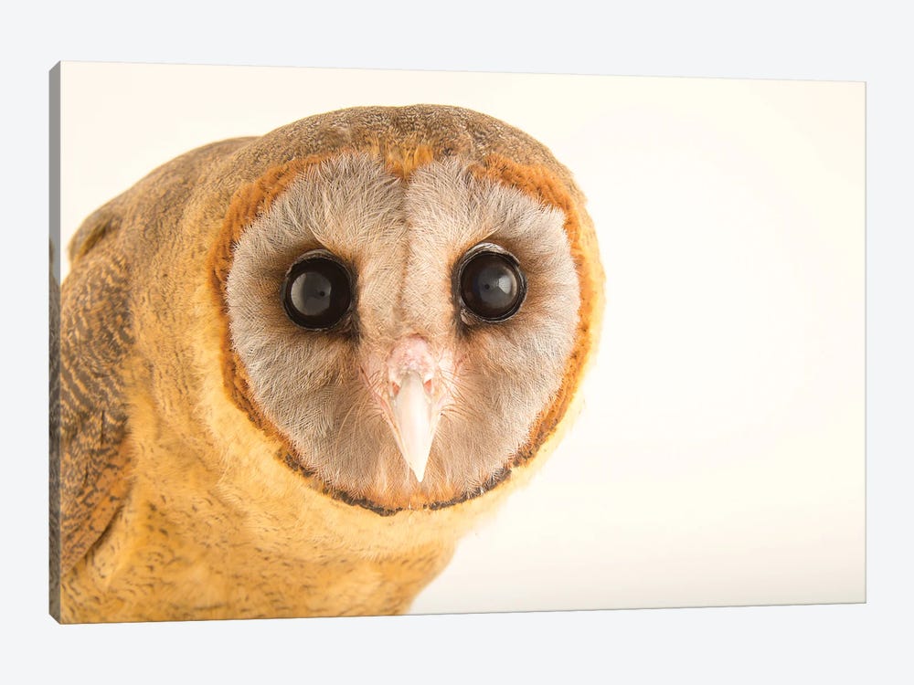 An Ashy-Faced Owl At Parque Zoologico Nacional, The Zoo In Santo Domingo, Dominican Republic by Joel Sartore 1-piece Canvas Art Print