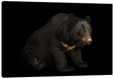 An Asian Black Bear At Kamla Nehru Zoological Garden This Species Is Listed As Vulnerable On The Iucn Red List Canvas Art Print - Joel Sartore