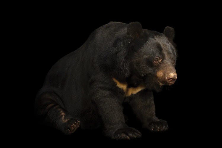 An Asian Black Bear At Kamla Nehru Zoological Garden This Species Is Listed As Vulnerable On The Iucn Red List by Joel Sartore wall art
