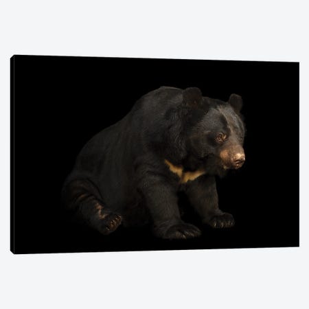An Asian Black Bear At Kamla Nehru Zoological Garden This Species Is Listed As Vulnerable On The Iucn Red List Canvas Print #SRR227} by Joel Sartore Art Print