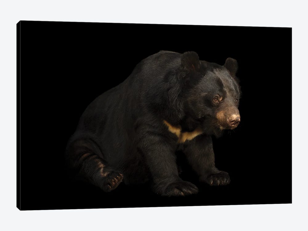 An Asian Black Bear At Kamla Nehru Zoological Garden This Species Is Listed As Vulnerable On The Iucn Red List by Joel Sartore 1-piece Canvas Wall Art