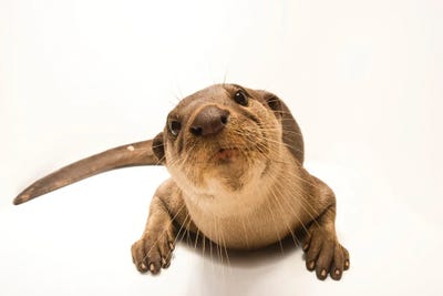 An Asian Giant Otter Or Smooth-Coated Otter At The Angkor Centre For Conservation Of Biodiversity In Siem Reap, Cambodia by Joel Sartore framed canvas print