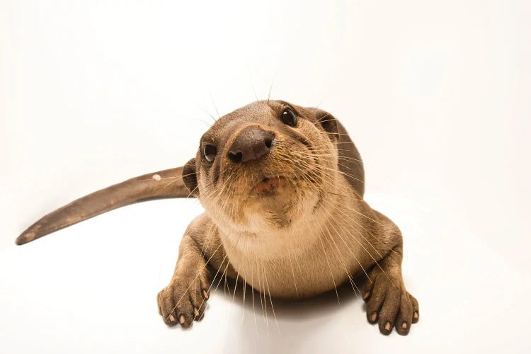 An Asian Giant Otter Or Smooth-Coated Otter At The Angkor Centre For Conservation Of Biodiversity In Siem Reap, Cambodia