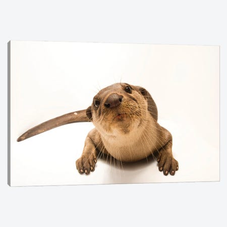 An Asian Giant Otter Or Smooth-Coated Otter At The Angkor Centre For Conservation Of Biodiversity In Siem Reap, Cambodia Canvas Print #SRR228} by Joel Sartore Canvas Wall Art