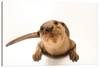 An Asian Giant Otter Or Smooth-Coated Otter At The Angkor Centre For Conservation Of Biodiversity In Siem Reap, Cambodia Canvas Art Print - Joel Sartore