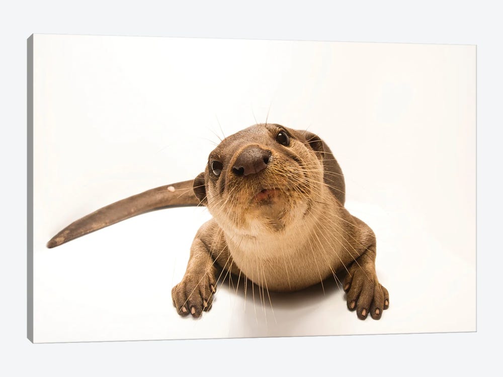 An Asian Giant Otter Or Smooth-Coated Otter At The Angkor Centre For Conservation Of Biodiversity In Siem Reap, Cambodia by Joel Sartore 1-piece Canvas Print