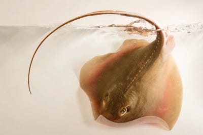 An Atlantic Sting Ray From Gulf Specimen Marine Laboratories by Joel Sartore framed canvas print
