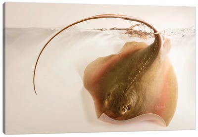 An Atlantic Sting Ray From Gulf Specimen Marine Laboratories Canvas Art Print - Ray & Stingray Art