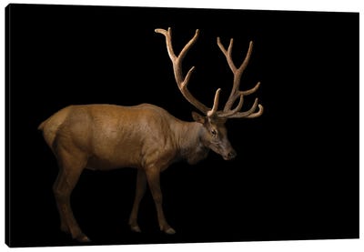 A Bull Elk With His Antlers In Velvet At The Oklahoma City Zoo Canvas Art Print - Oklahoma City