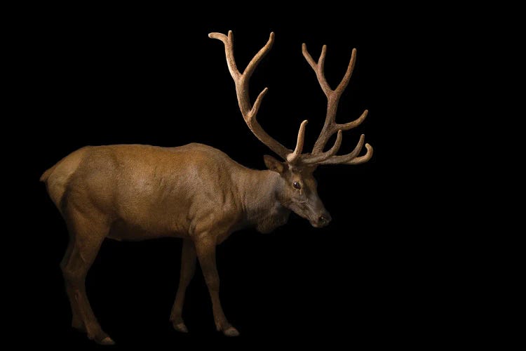 A Bull Elk With His Antlers In Velvet At The Oklahoma City Zoo