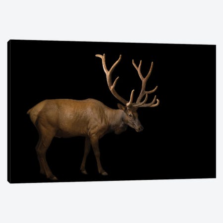 A Bull Elk With His Antlers In Velvet At The Oklahoma City Zoo Canvas Print #SRR22} by Joel Sartore Canvas Art Print