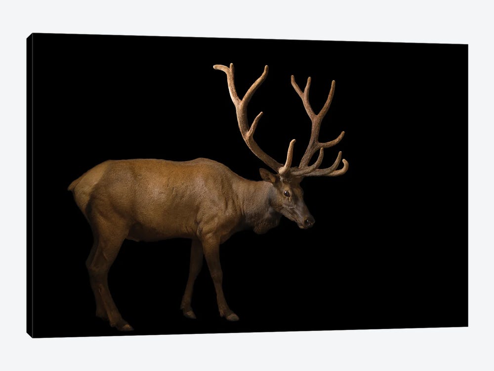 A Bull Elk With His Antlers In Velvet At The Oklahoma City Zoo by Joel Sartore 1-piece Canvas Artwork
