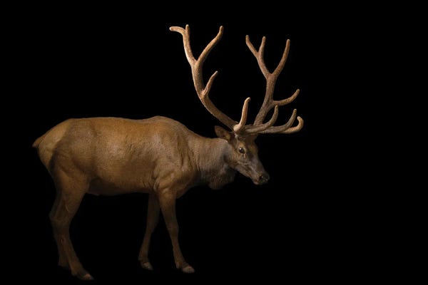 Minimalist Wildlife Photography: A Bull Elk With His Antlers In Velvet At The Oklahoma City Zoo by Joel Sartore