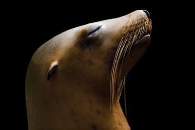 A California Sea Lion At The Houston Zoo by Joel Sartore framed canvas print